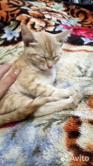 Персиковая девочка с янтарными глазами