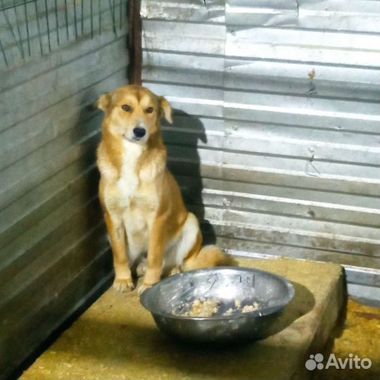 Собака в отлове