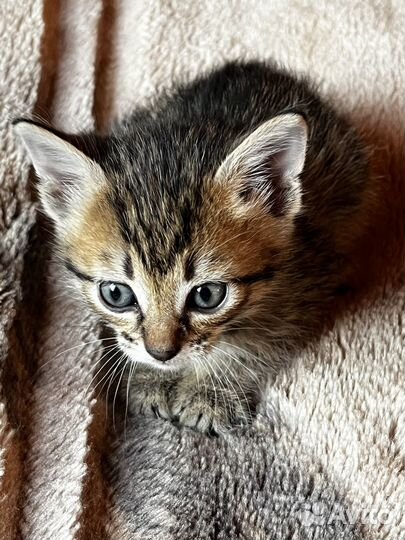 Котенок девочка 1 месяц