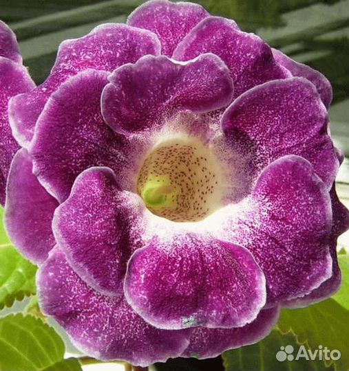 Глоксинии любимые