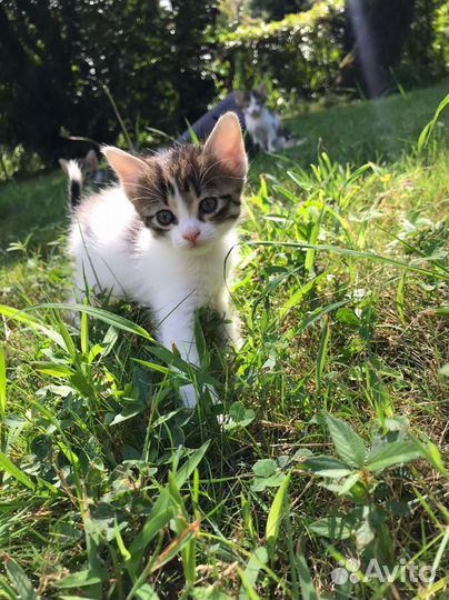 Котята в добрые руки