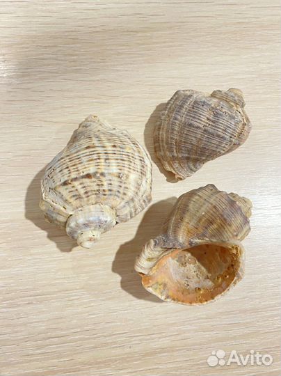 Ракушка морская