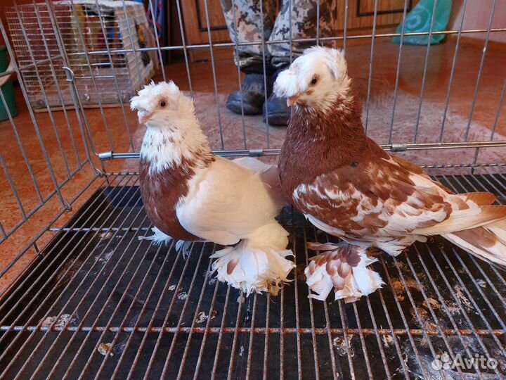 Голуби узбеки