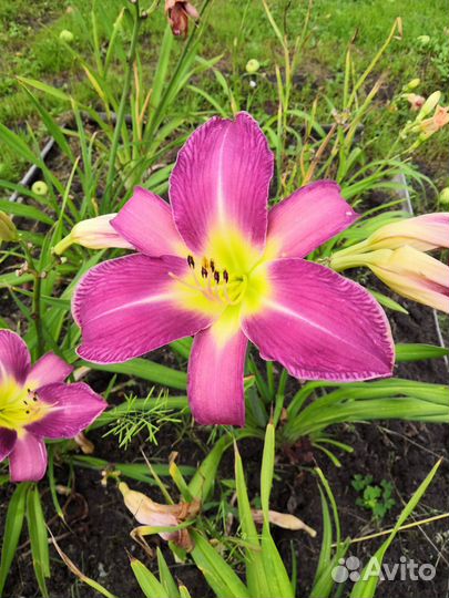 Лилейники сортовые