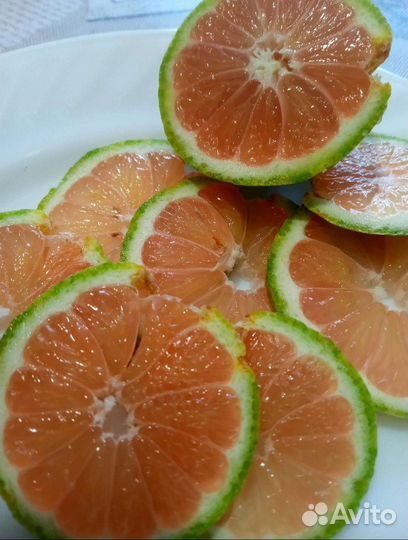 Лимон вариегатный Эврика Пинк