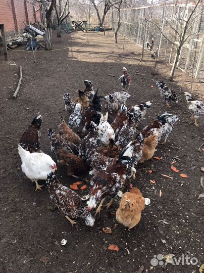 Куры орловские ситцевые