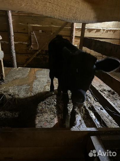 Бычки домашние