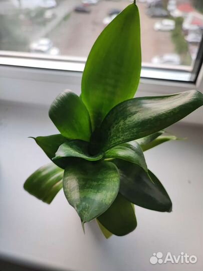 Сансевиерия Хана: комнатное растение, цветок