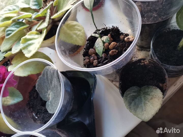 Укорененные фиалки, лимон, фикус