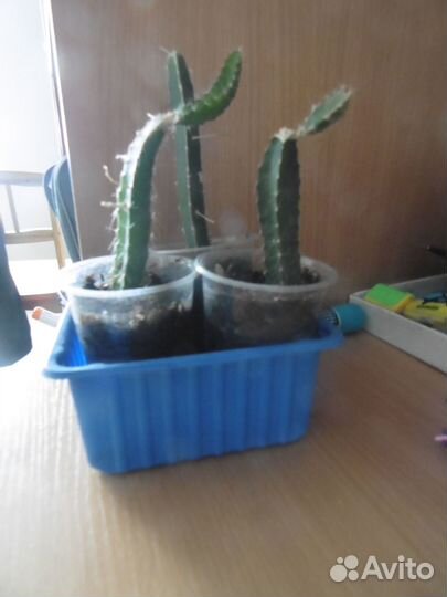 Ростки кактуса