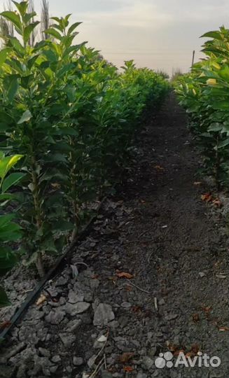 Саженцы черешни и вишни