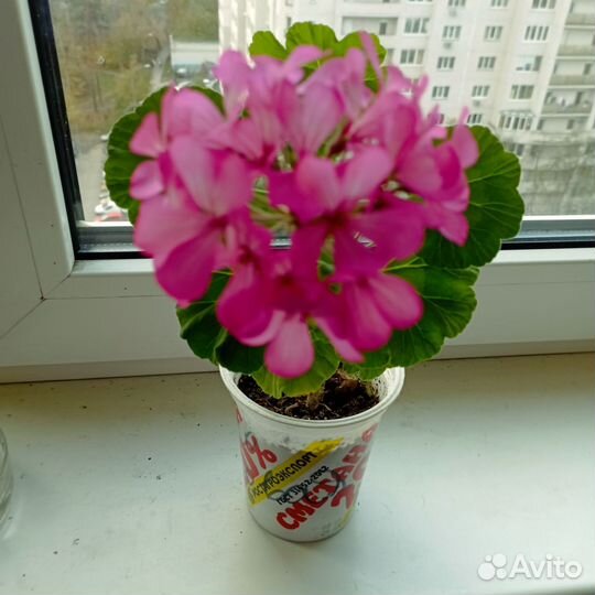 Пеларгония