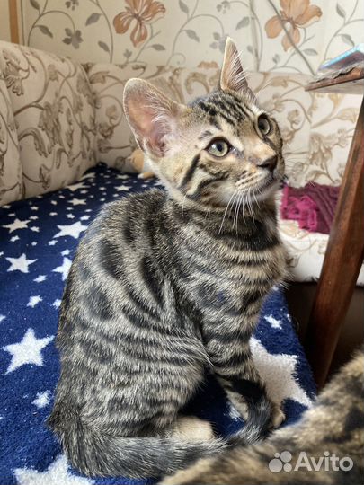 Бенгальский котик