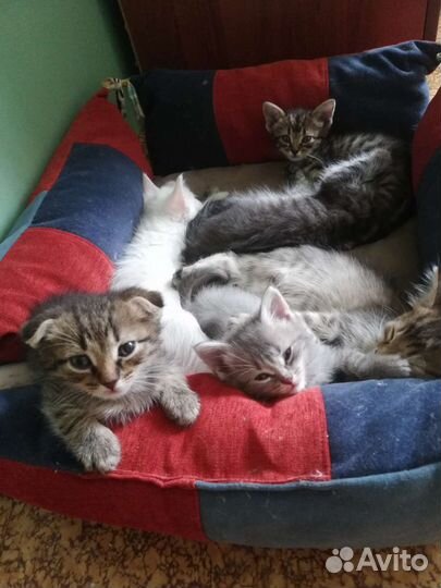 Белые и серые котята в любящую семью