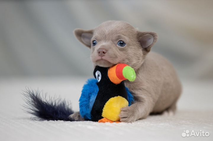 Щенки Чихуахуа щенки лилового и голубого окраса