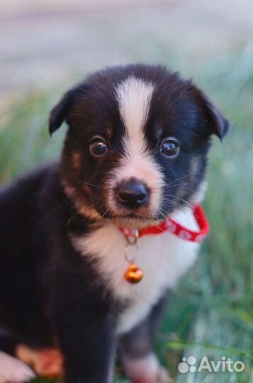 Щенки дворняжки 1,5 месяца