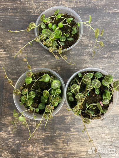 Пеперомия прострата