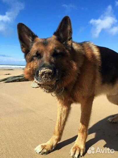 Щенки Немецкой овчарки