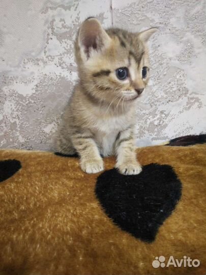 Котята отдам бесплатно,вислоухие