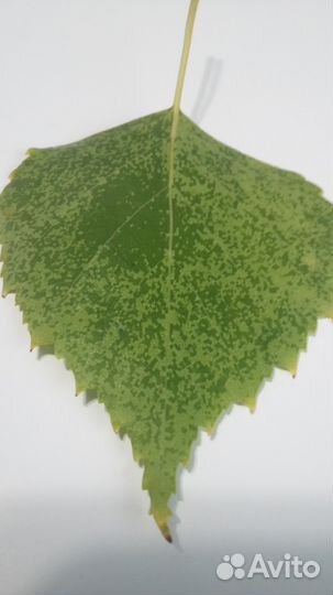 Бытовой прибор для получения дегазированной воды