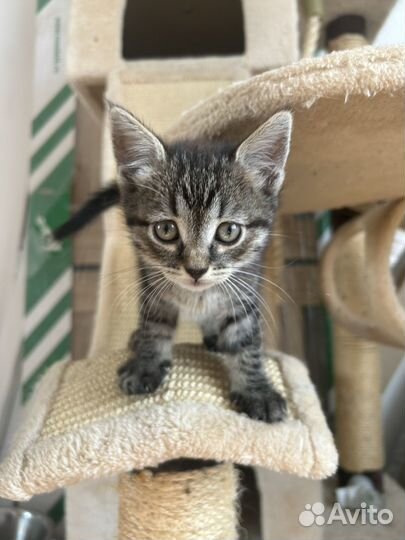 Кошка в дар