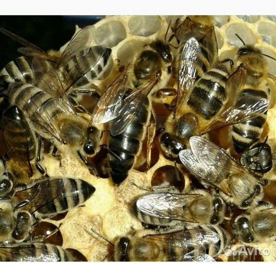 Пчелы и пчелосемьи