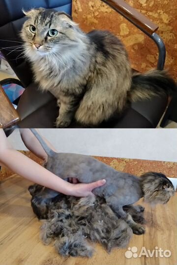 Стрижка кошек / Груминг