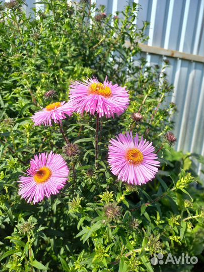 Хризантема