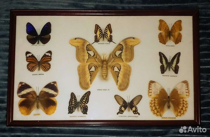 Коллекции бабочек и жуков в рамках