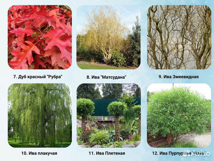 Парковые деревья. Cажeнцы берeзы, клeна, липы