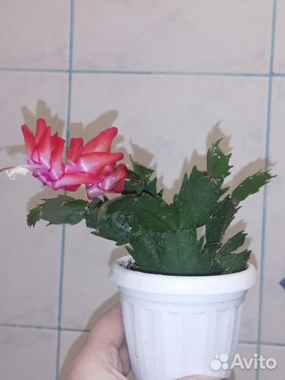 Декабрист шлюмбергера