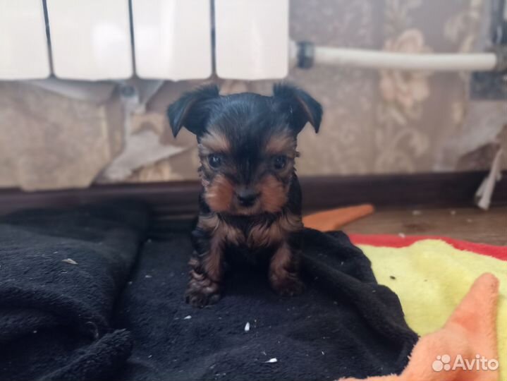Йоркширский терьер мини беби фейс щенки