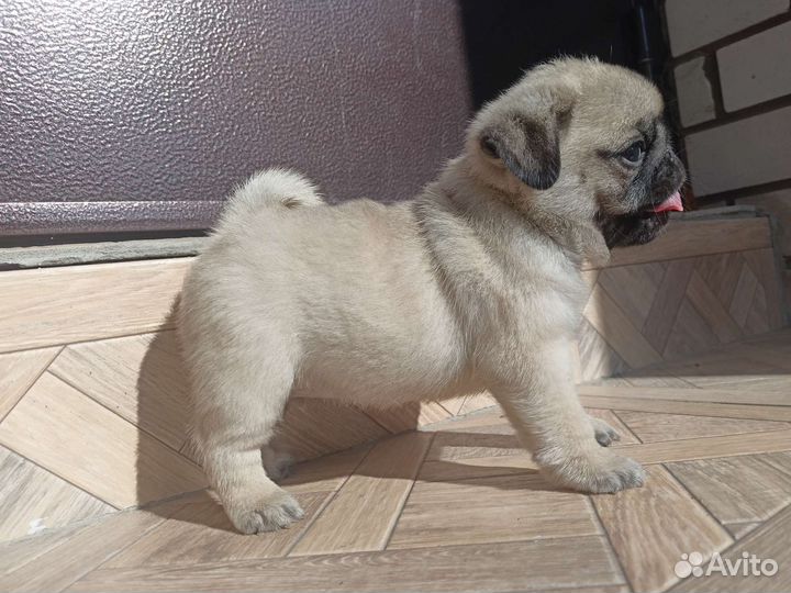 Щенки мопса