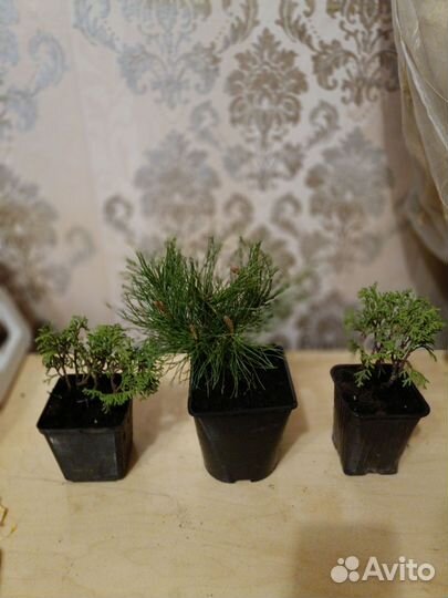 Сосна Пумилио, туя Тими тим