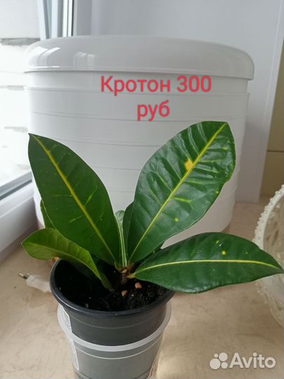 Комнатные растения