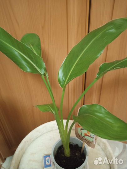 Стрелиция Королевская, Пальма Хамедорея