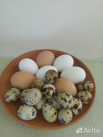 Яйца куринные, перепелиные