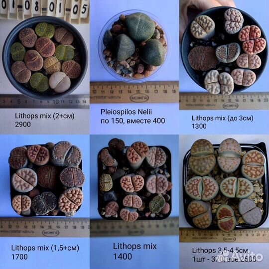 Суккуленты 07 (Литопсы, Lithops)