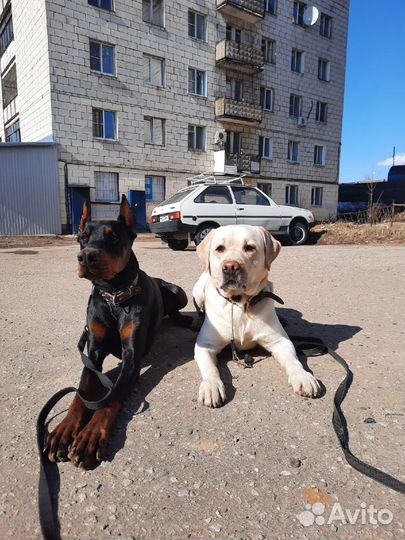 Дрессировка собак