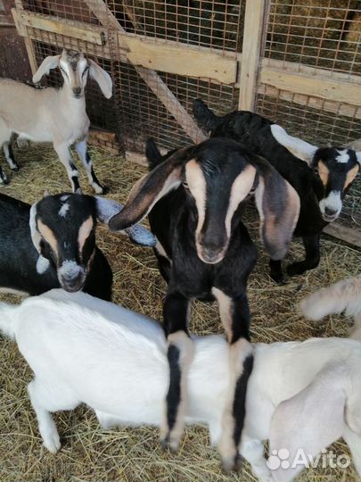Козлята альпа-нубийские, англонубийские