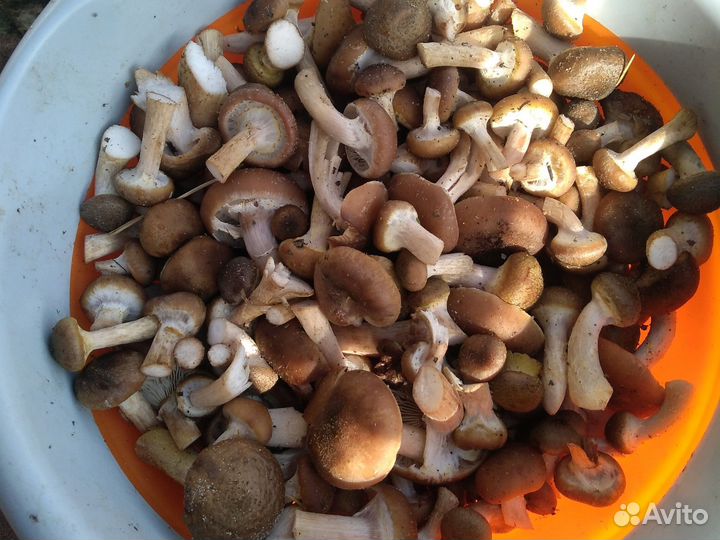 Лисички-опята