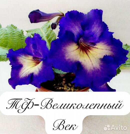 Стрептокарпус детки 8 сортов