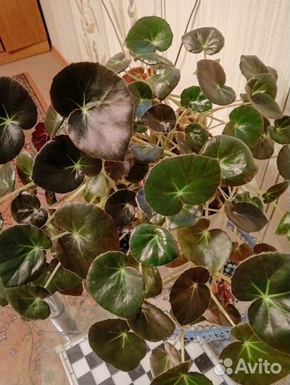 Комнатные цветы разные