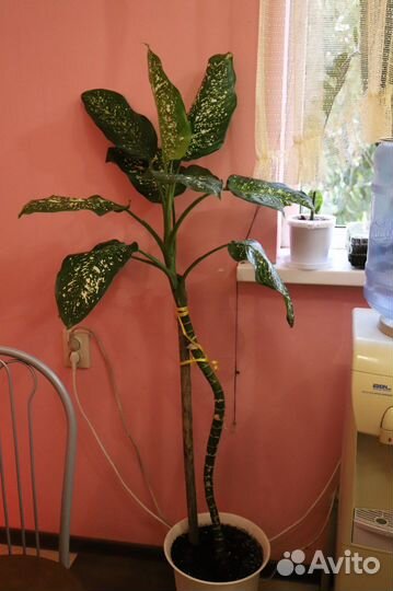 Диффенбахия