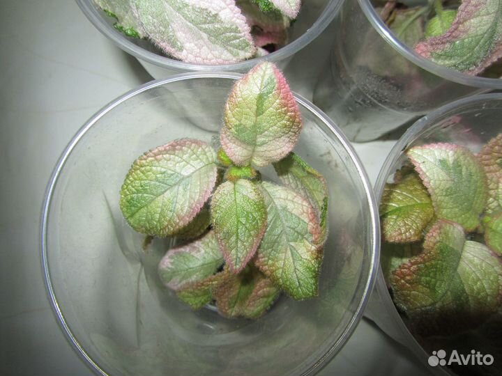 Акварельная эписция Noid