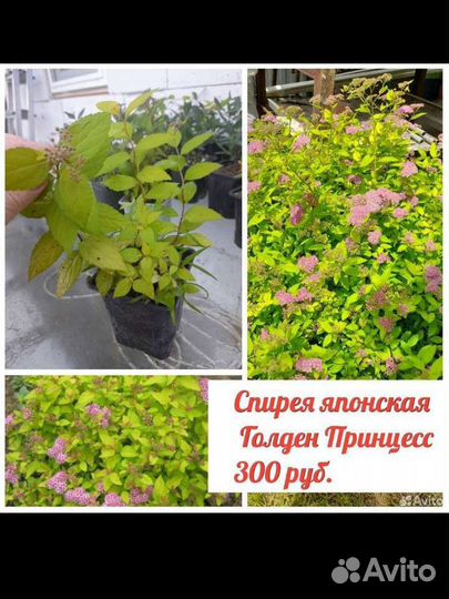 Спирея японская