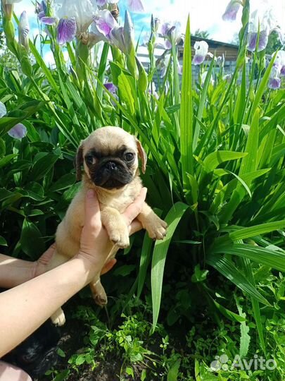 Мопс. Бронь