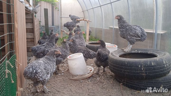Цыплята породы Мехеленская кукушка 5 мес