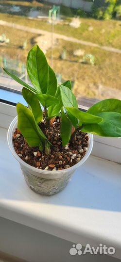 Замиокулькас