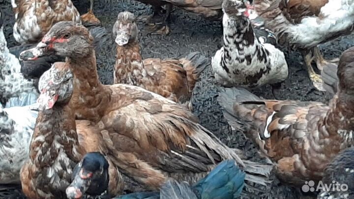 Мускусные утки тяжелые линии